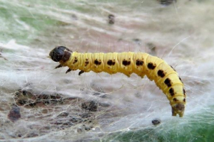 Caterpillar moli
