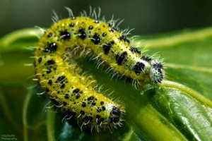 Caterpillar - widoki, zdjęcie i nazwy Caterpillar - widoki, zdjęcie i nazwy
