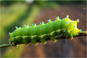Gąsienica Gąsienica