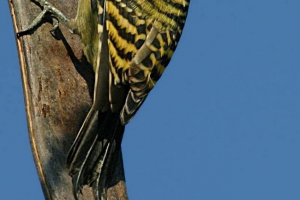Gwadelois melanerpes: opis, zdjęcie i wideo