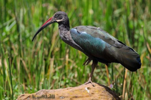 Haghedash - african wspaniałe ibis Haghedash - african wspaniałe ibis