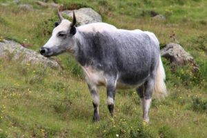 Hainak - domowa krowa przełożona do siebie