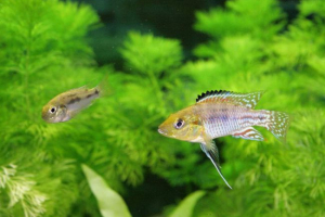Haplochromis filalander: mieszkańcy akwarium