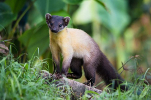 Harz: zdjęcie z ussuri kurtsy