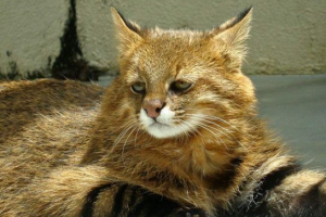 Pampas cat