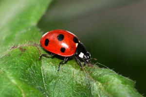 Drapieżne owady Drapieżne owady