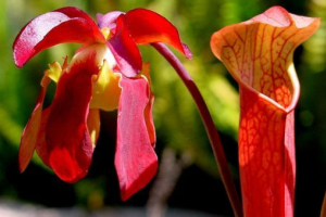 Drapieżne rośliny Drapieżne rośliny