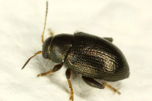 Płyta chlebowa - szkodniki roślin zbożowych