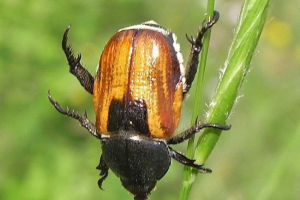 Chleb chleba - wroga zbiorów Chleb chleba - wroga zbiorów