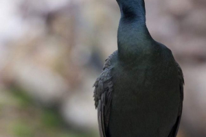 Crested cormorant i long-axis cormorant - te same zwierzę?