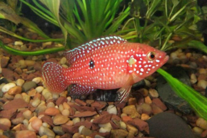 Chromis przystojny: zdjęcia malowane afrykańskie Chromis przystojny: zdjęcia malowane afrykańskie