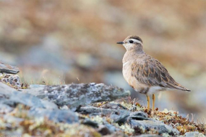 Khruban - jeden z pennatu mieszkańców tundry Khruban - jeden z pennatu mieszkańców tundry