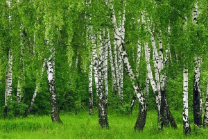 Natura regionu smoleńska Natura regionu smoleńska