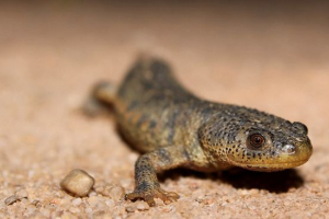 Eagle triton Eagle triton