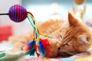 Zabawki dla kotów robią to sam