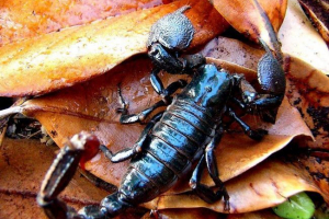 Imperial scorpio: zdjęcie trującego zwierzęcia Imperial scorpio: zdjęcie trującego zwierzęcia