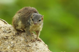 Indian tupayi są bambusowe wiewiórki lub ziemia drzewa chłodnie