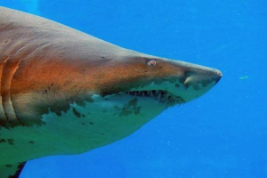 Indookean sand shark: opis olbrzymich ryb Indookean sand shark: opis olbrzymich ryb