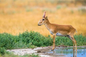 Ciekawe o życiu saiga Ciekawe o życiu saiga