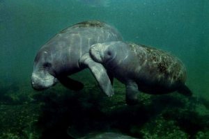 Ciekawe fakty i styl życia lamaństwów Ciekawe fakty i styl życia lamaństwów