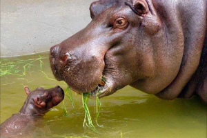 Ciekawe fakty o hipopotamach