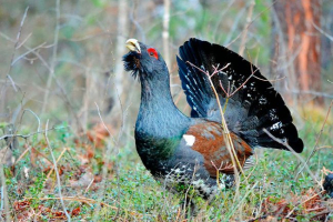 Ciekawe fakty o glukhara Ciekawe fakty o glukhara