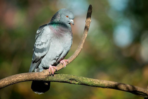 Ciekawe fakty o gołębi
