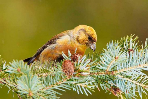 Ciekawe fakty o draksie