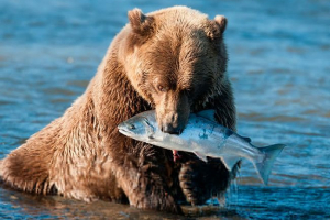 Ciekawe fakty o niedźwiedziach Ciekawe fakty o niedźwiedziach