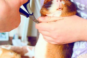 Ciekawe fakty o świniach morskich