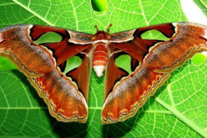 Ciekawe fakty o owadach: wszystko jest ukryte przed wścibami oczu