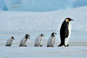 Ciekawe fakty o pingwinach Ciekawe fakty o pingwinach
