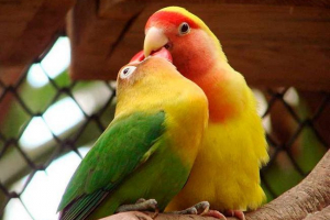 Ciekawe fakty dotyczące papugę kochanków Ciekawe fakty dotyczące papugę kochanków
