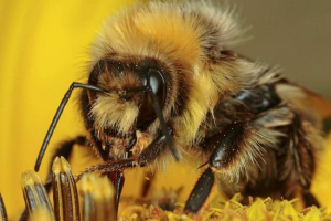 Ciekawe fakty o trzmielach Ciekawe fakty o trzmielach