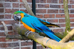 Ciekawe fakty o ara Ciekawe fakty o ara