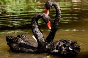 Ciekawe fakty dotyczące czarnego łabędzienia