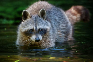 Ciekawe fakty o szorczach Ciekawe fakty o szorczach