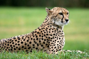 Ciekawe fakty dotyczące gepardów