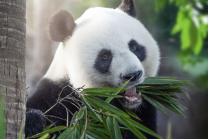 Ciekawe fakty o panda