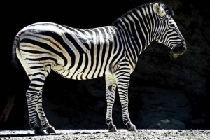 Ciekawe fakty o zebrach