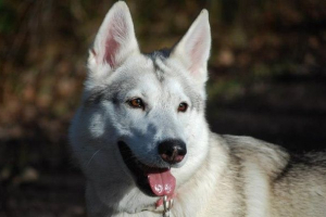 Inite psa. Opis, funkcje, treści i cena rasy inuit Inite psa. Opis, funkcje, treści i cena rasy inuit