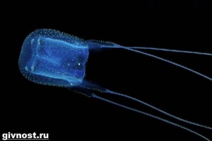 Irukanjangi medusa. Styl życia i siedlisko irukanjangi Irukanjangi medusa. Styl życia i siedlisko irukanjangi