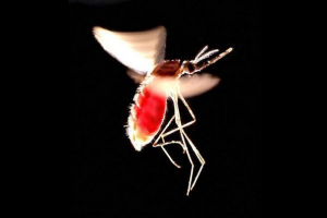 Naukowcy zwani najbardziej niebezpiecznym zabójcą Naukowcy zwani najbardziej niebezpiecznym zabójcą