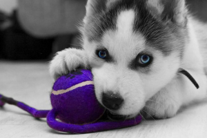 Z ścieków oszczędnych husky