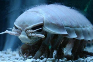Isopod Isopod