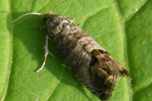 Owoce jabłkowe - żarłoczny motyl