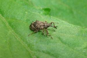 Apple blood color - pasożyt ogrodowy