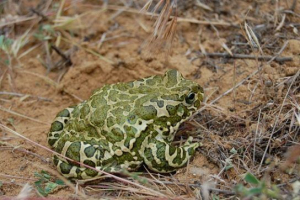 Zielona ropucha Zielona ropucha