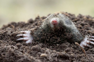 Jadowity ssaki w przyrody Jadowity ssaki w przyrody