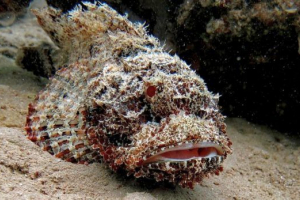 Trująca ryba Trująca ryba